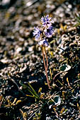 Valvogna, Valsesia - Soldanella alpina